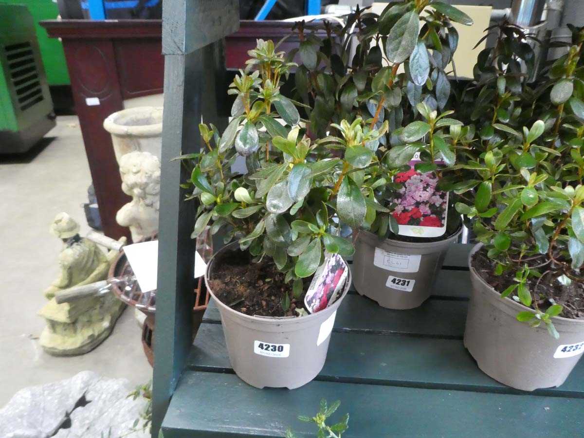 Lot 4230 - Variegated rhododendron