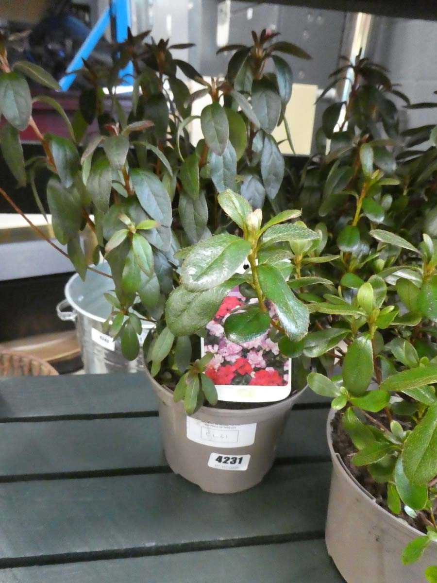 Lot 4231 - Variegated rhododendron