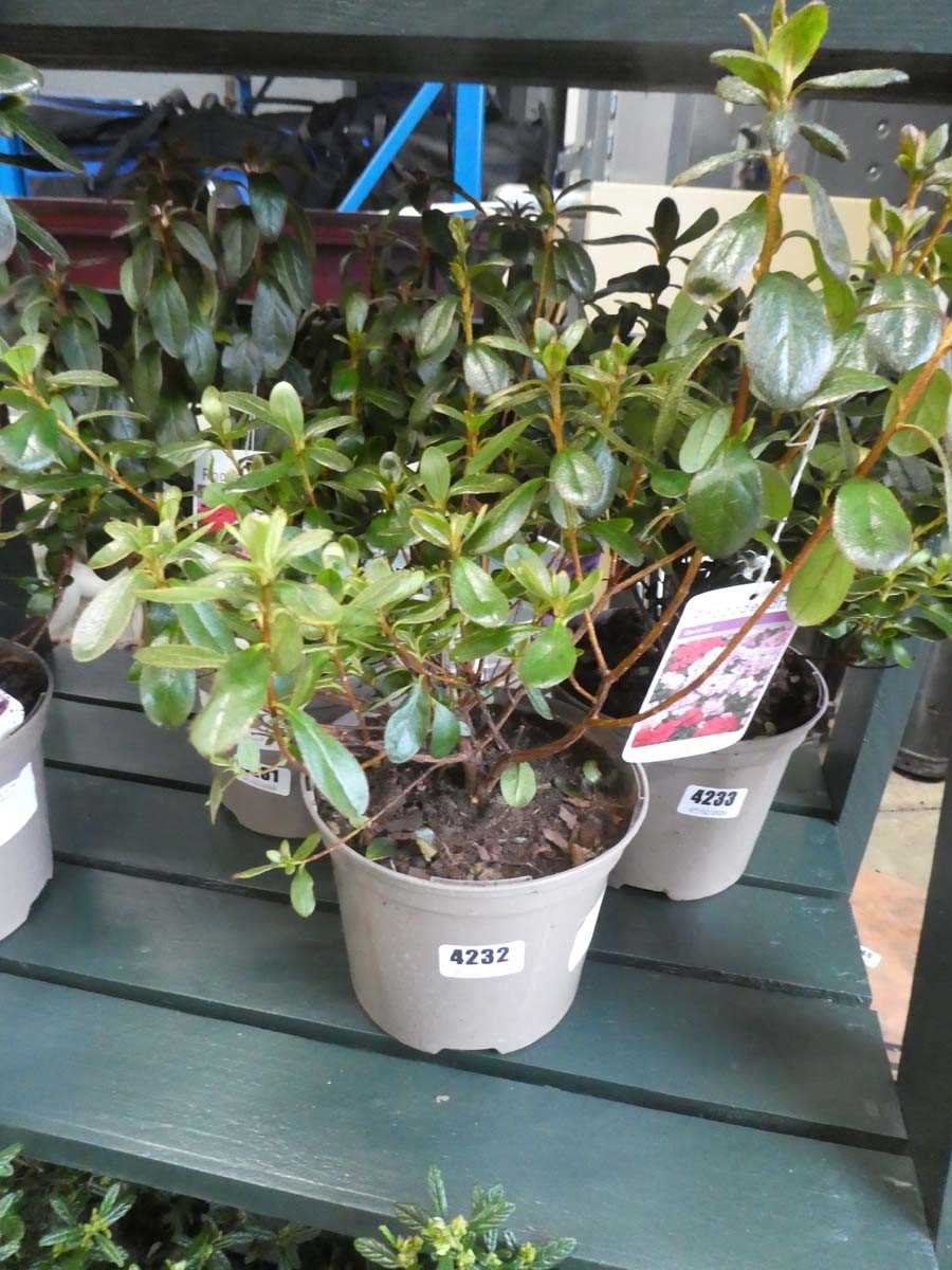 Lot 4232 - Variegated rhododendron