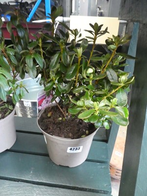 Lot 4233 - Variegated rhododendron