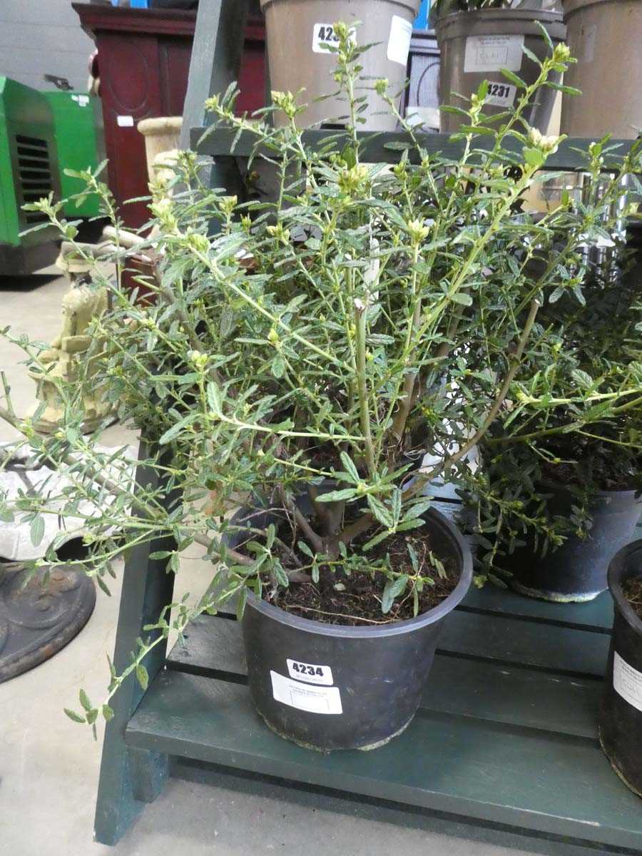Lot 4234 - Ceanothus