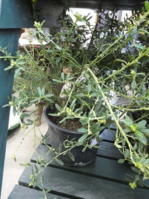 Lot 4235 - Ceanothus