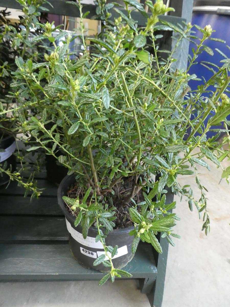Lot 4236 - Ceanothus