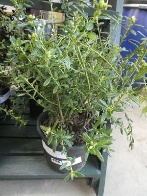 Lot 4236 - Ceanothus