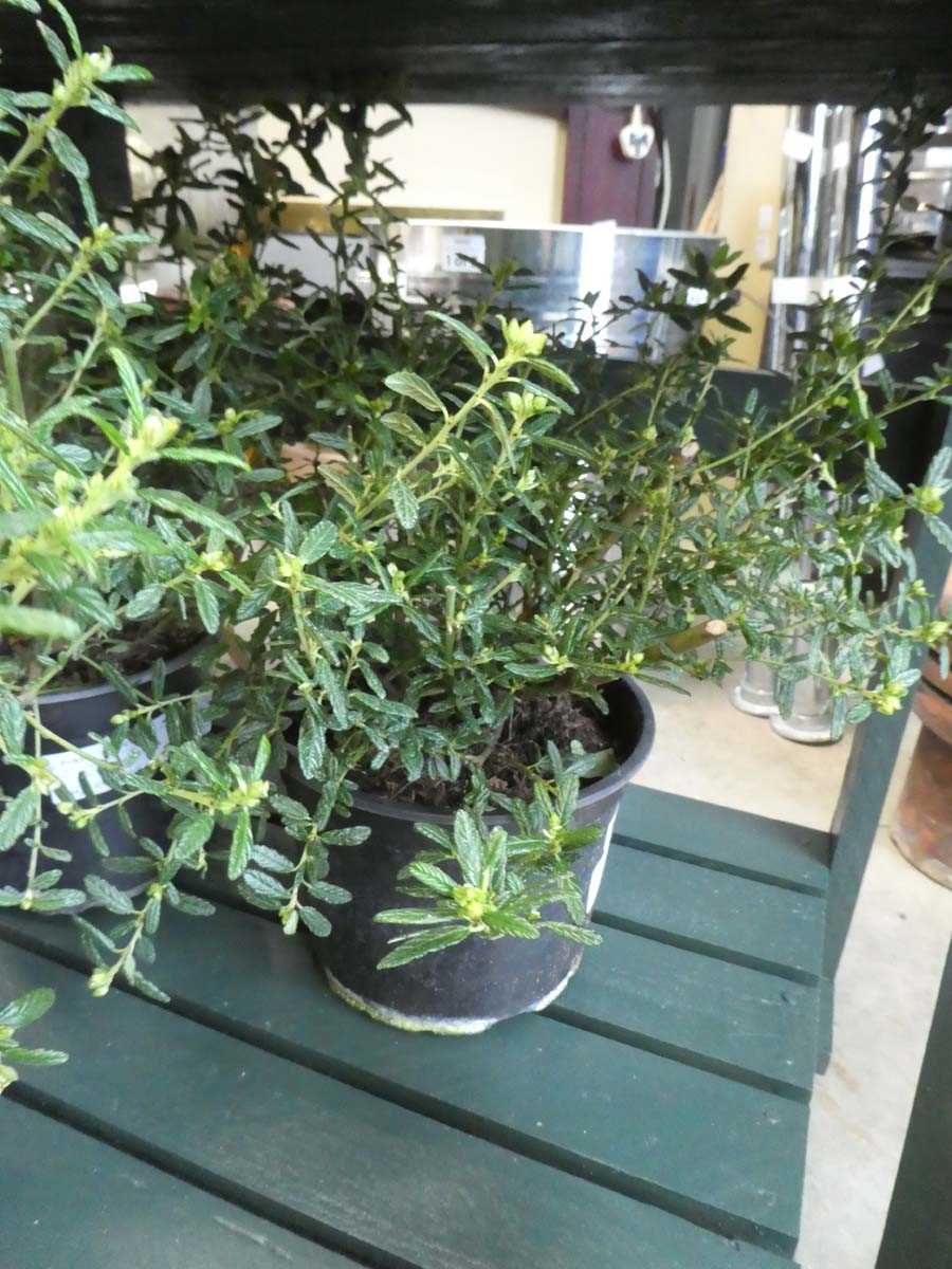 Lot 4237 - Ceanothus