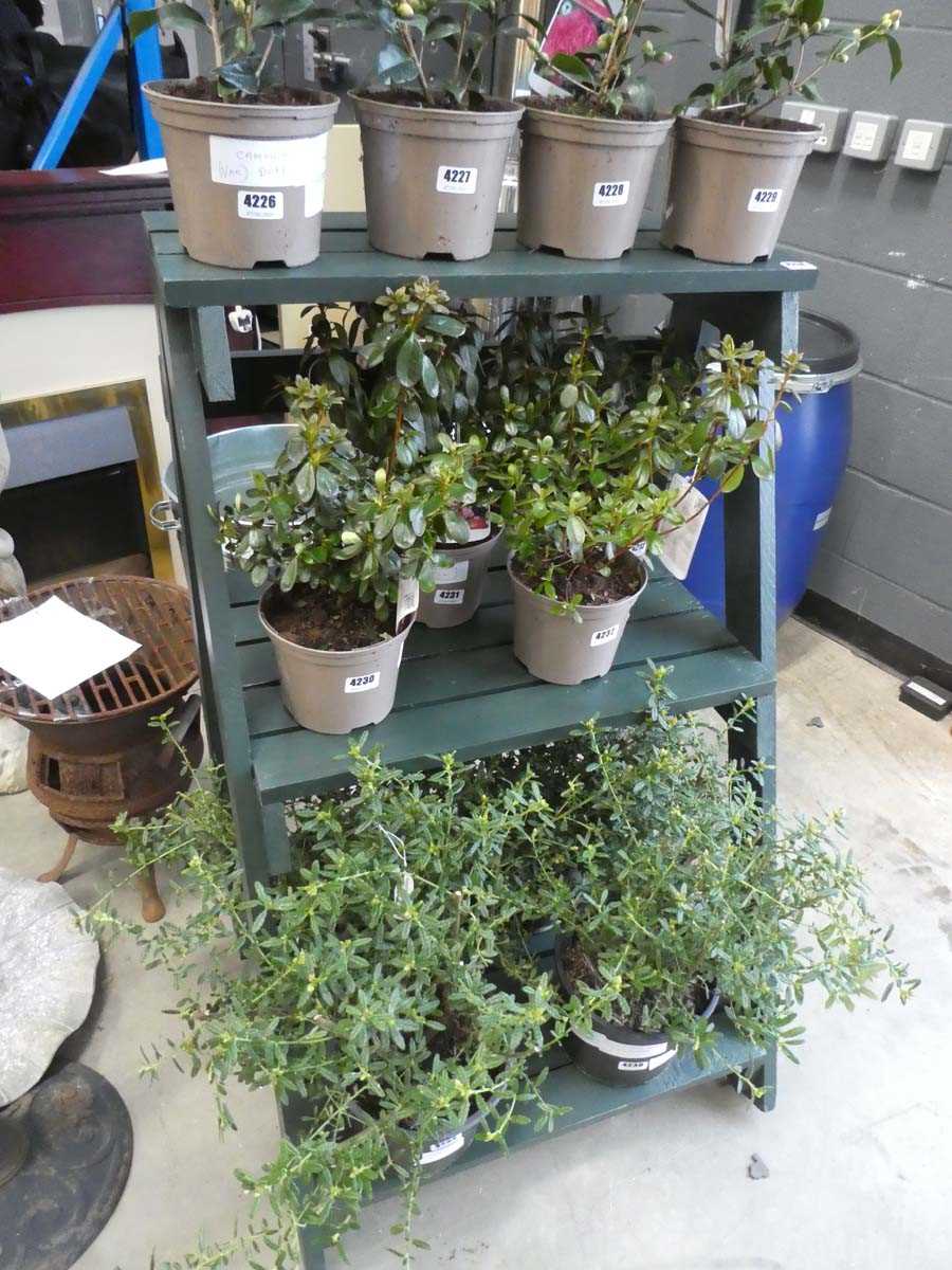 Lot 4238 - Green 3 tier wooden plant stand