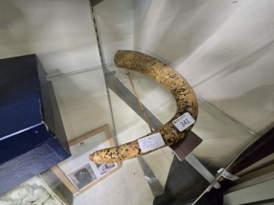 Lot 341 - A cow horn guiro