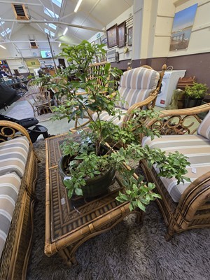 Lot 151 - A green glazed terracotta planter containing...